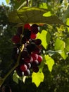 Close-up of a bunch of vibrant grapes hanging from a lush, leafy vine in the shadow