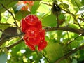 Close up bunch of vibrant Red Rose apple fruit on tree, Chom Pu Plastic Thai language, rare item native fruits Royalty Free Stock Photo