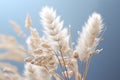 a close up of a bunch of wheat on a blue background