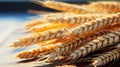 Close-up of a bunch of wheat ears. Agriculture concept. Royalty Free Stock Photo