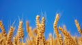 A close up of a bunch of wheat in the field, AI