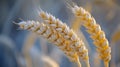 A close up of a bunch of wheat in the field, AI