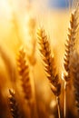 Close up of bunch of wheat in field. Generative AI