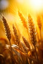 Close up of bunch of wheat in field. Generative AI