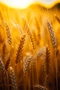 Close up of bunch of wheat in field. Generative AI