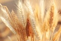 a close up of a bunch of wheat on the ground