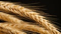 A close up of a bunch of wheat on the ground, AI