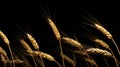 A close up of a bunch of wheat on the ground, AI