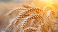 A close up of a bunch of wheat in the sun, AI