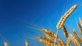 A close up of a bunch of wheat in the sun, AI