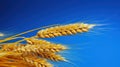 A close up of a bunch of wheat on top of blue sky, AI