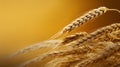 A close up of a bunch of wheat on top of some yellow background, AI