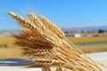 a close up of a bunch of wheat in a vase