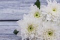 Close up bunch of white chrysanthemum flowers. Royalty Free Stock Photo