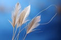 a close up of a bunch of white feathers on a blue background Royalty Free Stock Photo