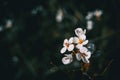 Close-up of a bunch of white flowers of arabis alpina