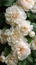 A close up of a bunch of white flowers with green leaves, AI