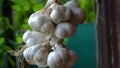 Close up of bunch of white garlic Allium sativum drying on wooden background. Harvest time. Hanging to dry. Pile of garlic bulbs