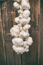 Close up of bunch of white garlic Allium sativum. Harvest time. drying on wooden background. Hanging to dry. Pile of garlic bulb Royalty Free Stock Photo