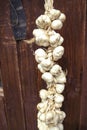 Close up of bunch of white garlic Allium sativum. Harvest time. drying on wooden background. Hanging to dry. Pile of garlic bulb Royalty Free Stock Photo