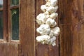 Close up of bunch of white garlic Allium sativum. Harvest time. drying on wooden background. Hanging to dry. Pile of garlic bulb Royalty Free Stock Photo