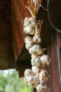 Close up of bunch of white garlic Allium sativum. Harvest time. drying on wooden background. Hanging to dry. Pile of garlic bulb Royalty Free Stock Photo