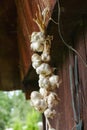 Close up of bunch of white garlic Allium sativum. Harvest time. drying on wooden background. Hanging to dry. Pile of garlic bulb Royalty Free Stock Photo