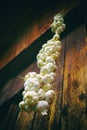 Close up of bunch of white garlic Allium sativum. Harvest time. drying on wooden background. Hanging to dry. Pile of garlic bulb Royalty Free Stock Photo