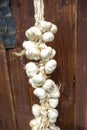 Close up of bunch of white garlic Allium sativum. Harvest time. drying on wooden background. Hanging to dry. Pile of garlic bulb Royalty Free Stock Photo