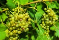 Close-up of a bunch of white grapes. Vineyards sunny day with white ripe clusters of grapes. Italy Lake Garda.