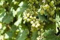 Close-up of a bunch of white grapes. Vineyards sunny day with white ripe clusters of grapes. Italy Lake Garda.