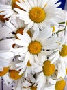 Close up on a bunch of white summer daisies Royalty Free Stock Photo