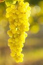 Close-up of a bunch of white wine grapes in the evening sun