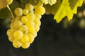 Close-up of a bunch of white wine grapes in the evening sun