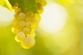 Close-up of a bunch of white wine grapes in the morning sun Royalty Free Stock Photo