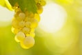 Close-up of a bunch of white wine grapes in the morning sun