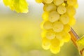 Close-up of a bunch of white wine grapes in the morning sun