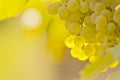 Close-up of a bunch of white wine grapes in the morning sun