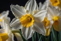 a close up of a bunch of white and yellow flowers Unfolding Elegance A Macro View of Daffodil Petal