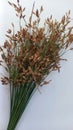 close up bunch of wild grass flowers (actinoscirpus grossus) Royalty Free Stock Photo