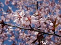 Close up bunch of Wild Himalayan cherry blossom flowers, Giant tiger flowers, Pink Sakura, Prunus cerasoides, with blue sky