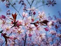 Close up bunch of Wild Himalayan cherry blossom flowers, Giant tiger flowers, Pink Sakura, Prunus cerasoides, with blue sky
