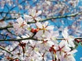 Close up bunch of Wild Himalayan cherry blossom flowers, Giant tiger flowers, white Sakura, Prunus cerasoides, with blue sky