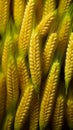 a close up of a bunch of yellow ears of wheat