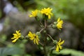 Yellow flowering herbs