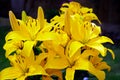 Yellow Lilliies in Bloom Royalty Free Stock Photo