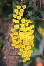 Bunch of yellow orchid flowers or  dendrobium lindleyi steud Royalty Free Stock Photo