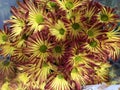 Bunch of yellow and red daisies, close up Royalty Free Stock Photo