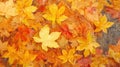 A close up of a bunch of yellow and red leaves in a water, AI Royalty Free Stock Photo