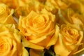close up of a bunch of yellow roses. Monochrome yellow background Royalty Free Stock Photo